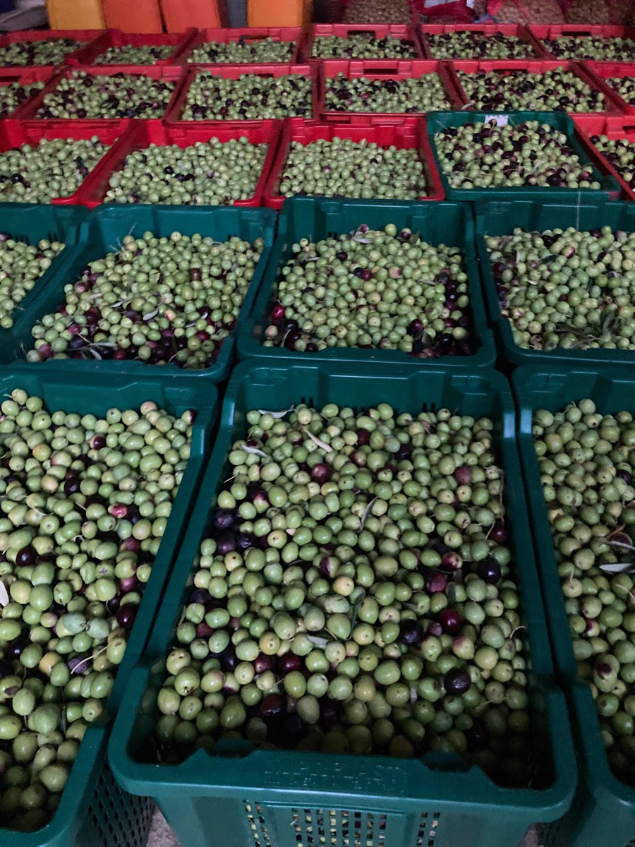 Olivenölflasche wird auf ihr Etikett untersucht – echtes Olivenöl erkennen