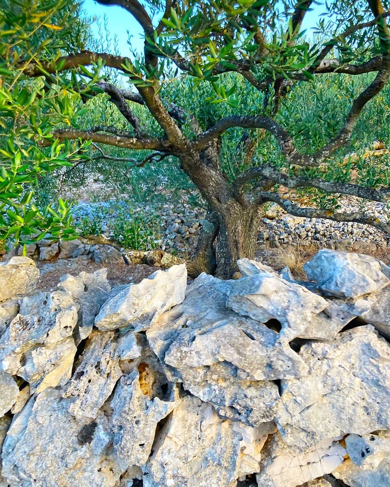Kroatische Adriaküste bei Primošten – Heimat des dalmatinischen Olivenöls