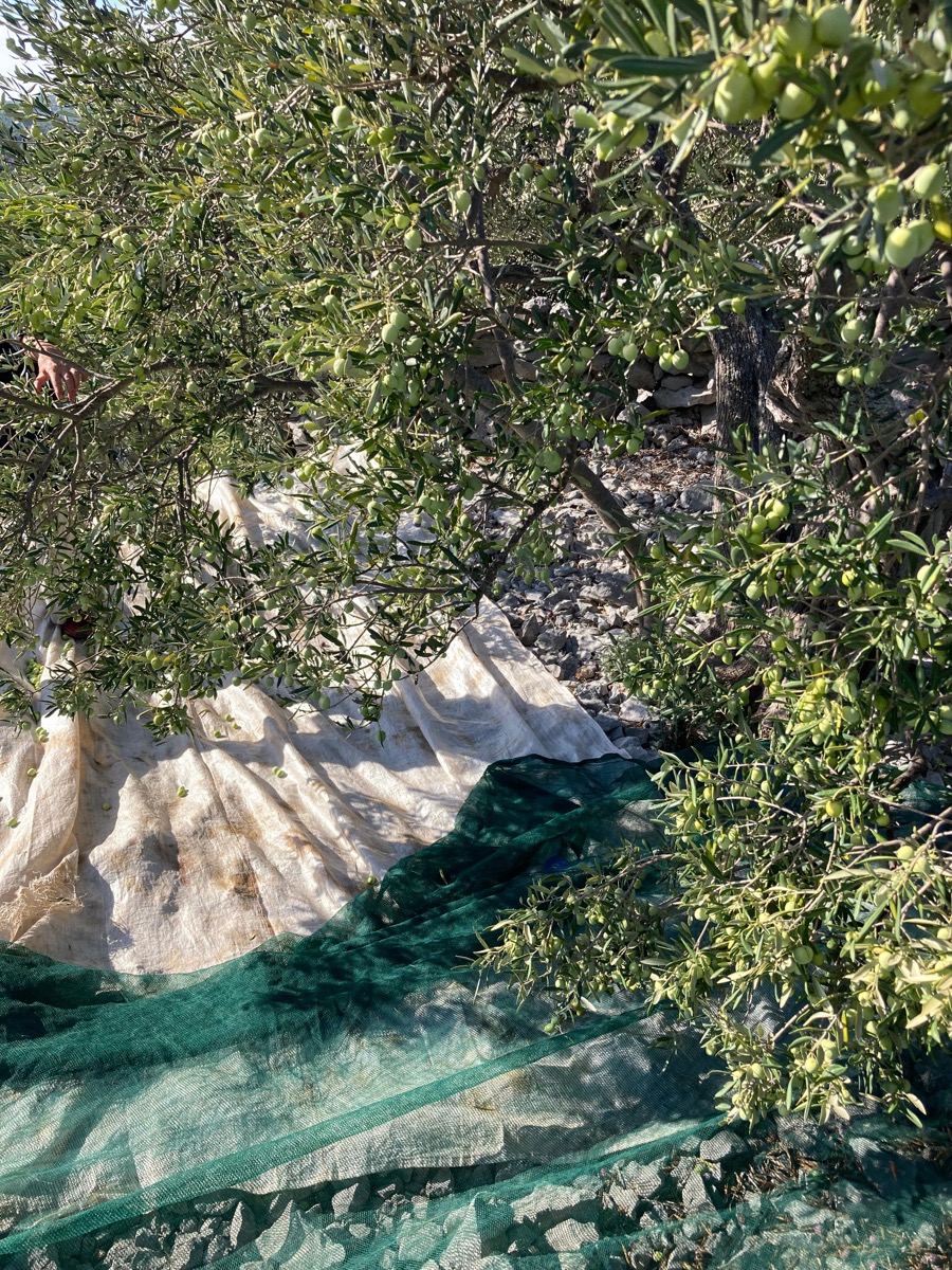 Branko Marinov bei der Olivenernte auf dem Familienbetrieb in Primošten